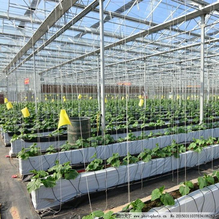 种植阳光棚 种植阳光棚