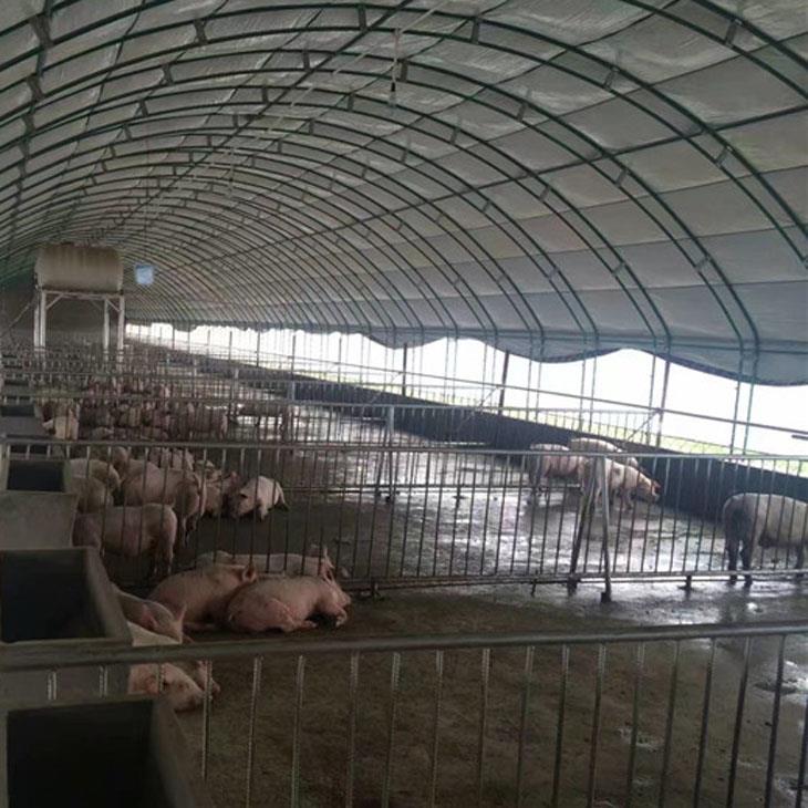 温室大棚养猪
