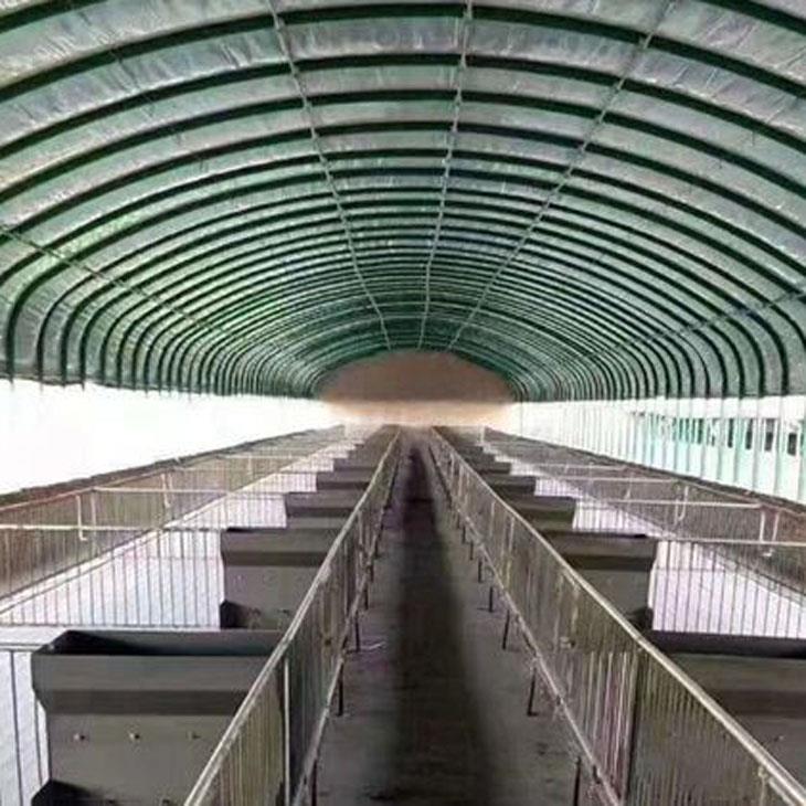 大棚养猪 大棚养猪