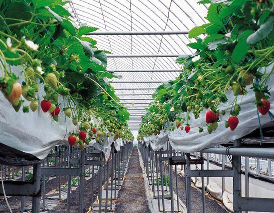 草莓种植棚1.jpg