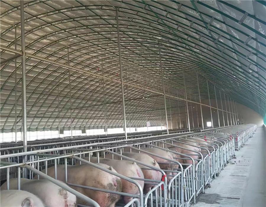 温室大棚养猪的管理要点