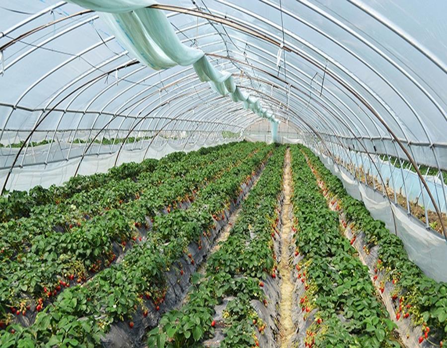 草莓种植棚的栽培方法