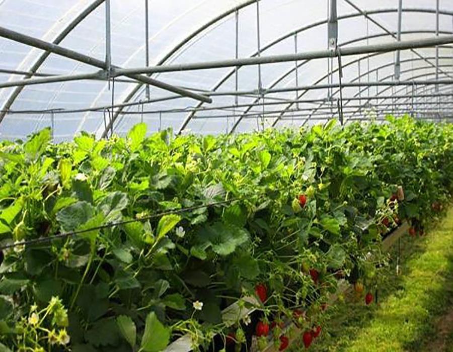 草莓种植棚栽培草莓的关键要点