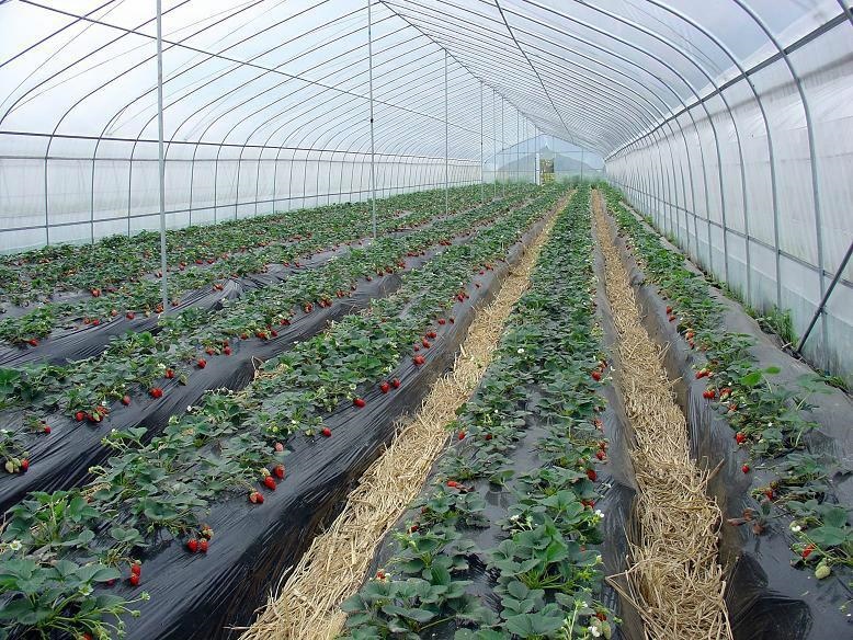 草莓种植棚的定植后管理
