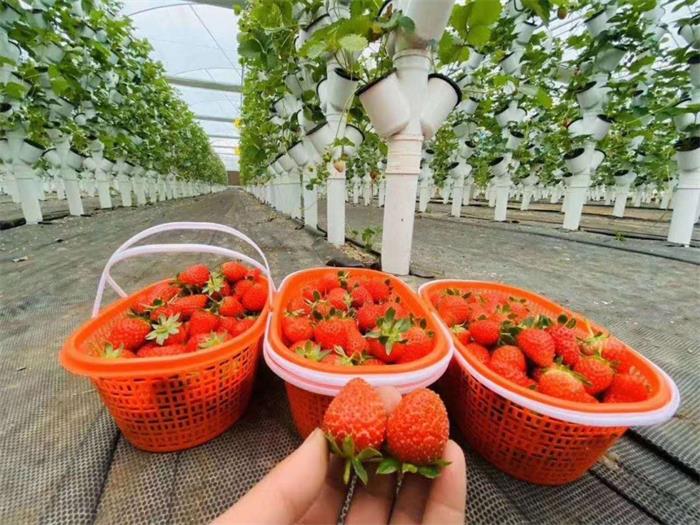 草莓种植棚的这些知识一定要了解.jpg
