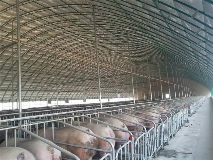 使用温室大棚养猪时需要注意什么