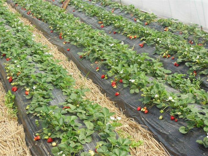 草莓种植棚种植需要注意什么