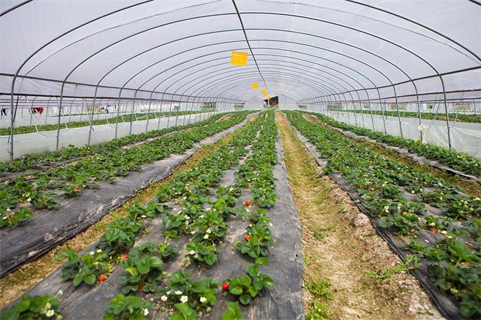 草莓种植棚的搭建与栽培技术