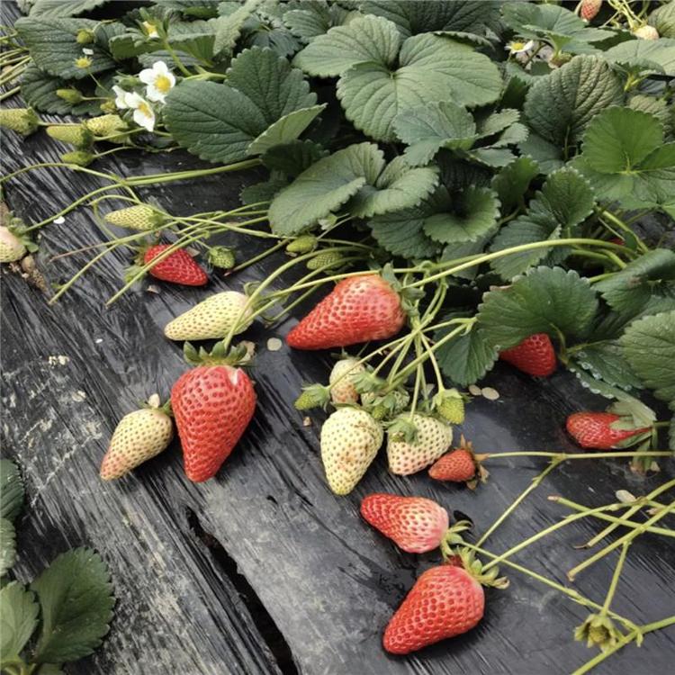 草莓种植棚