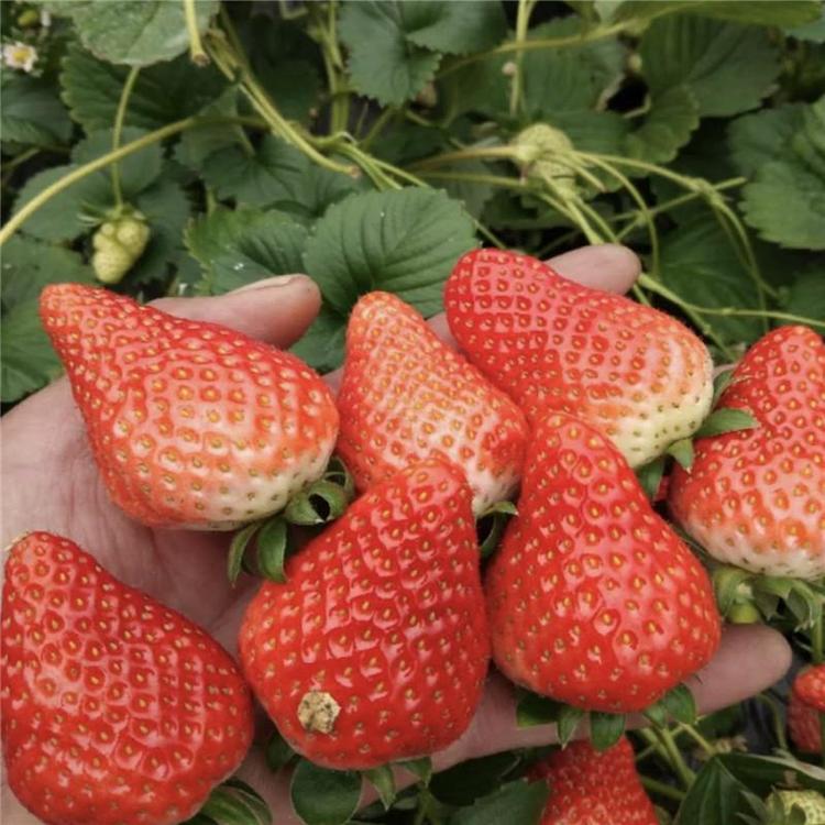 草莓种植棚的建设成本